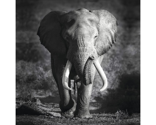 Glasbild Grey Elephant Head 80x80 cm GLA2027