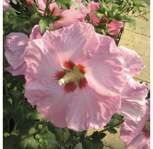 Nahaufnahme einer rosafarbenen Hibiskusblüte