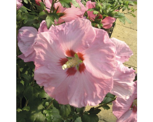 Nahaufnahme einer rosafarbenen Hibiskusblüte