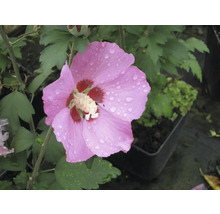 Sträucher-Set Hibiscus syriacus 'Woodbridge' 50/60 cm, im Topf, 2 Stk