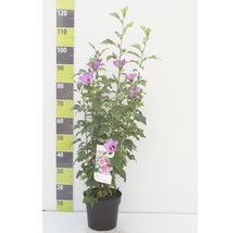 Sträucher-Set Hibiscus syriacus 'Woodbridge' 50/60 cm, im Topf, 2 Stk
