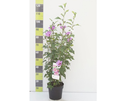 Hibiskus im Topf mit Höhenmesser zur Größenanzeige