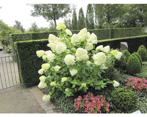 Hortensienstrauch im Garten mit geschnittenen Hecken