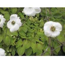 Nahaufnahme von weißen Blüten vor grünem Laub