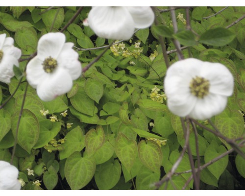 Nahaufnahme von weißen Blüten vor grünem Laub