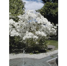 Blühender Blumenhartriegel Baum im Garten