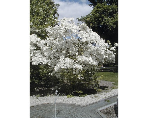 Blühender Blumenhartriegel Baum im Garten
