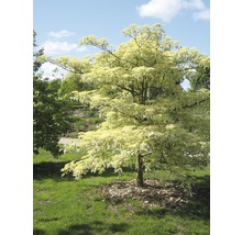 Japanischer Ahornbaum mit panaschierten Blättern im Garten.