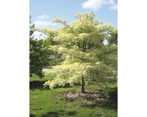 Japanischer Ahornbaum mit panaschierten Blättern im Garten.