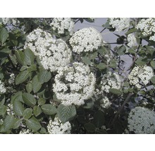 Blühender Schneeballstrauch mit weißen Blüten