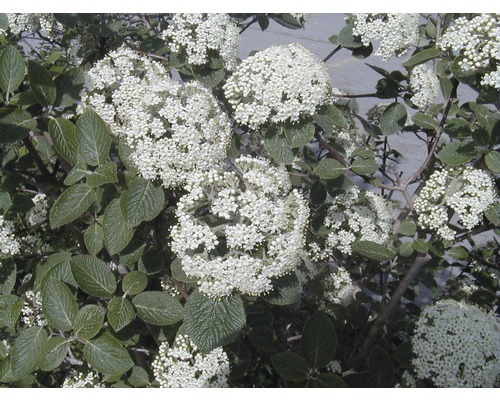 Blühender Schneeballstrauch mit weißen Blüten