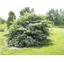 Blühender Blumenhartriegel im Garten