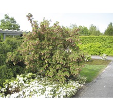 Japanische Lavendelheide in einem Garten mit Gehweg