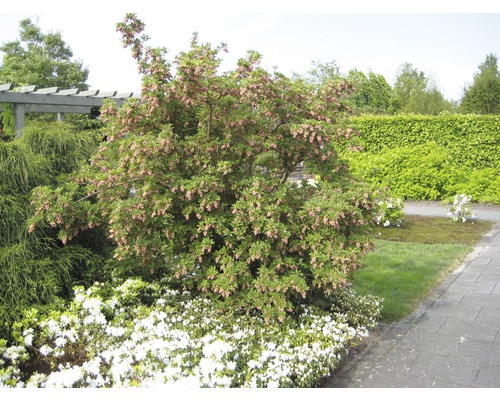Japanische Lavendelheide in einem Garten mit Gehweg