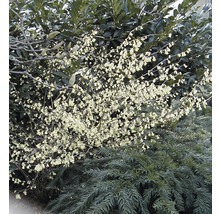 Blühender Strauch im Garten