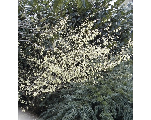 Blühender Strauch im Garten