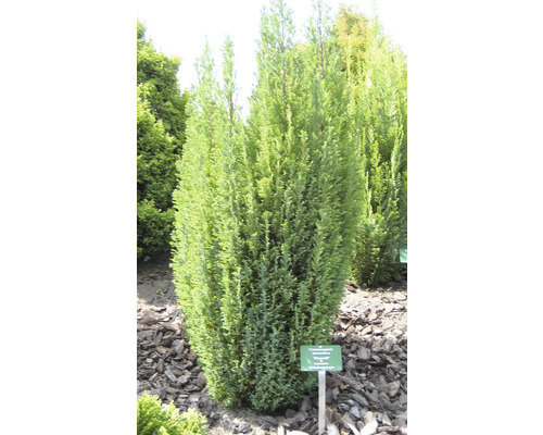Chamaecyparis lawsoniana Ellwoodii Zypresse im Garten.