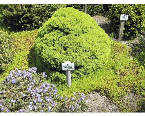 Kugel-Fichte im Gartenbeet