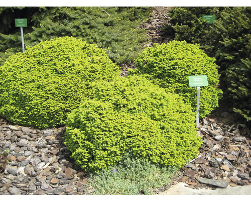 Drei Kissen-Fichten im Gartenbeet