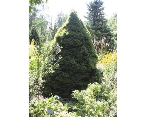 Kegelförmige Fichte im Garten