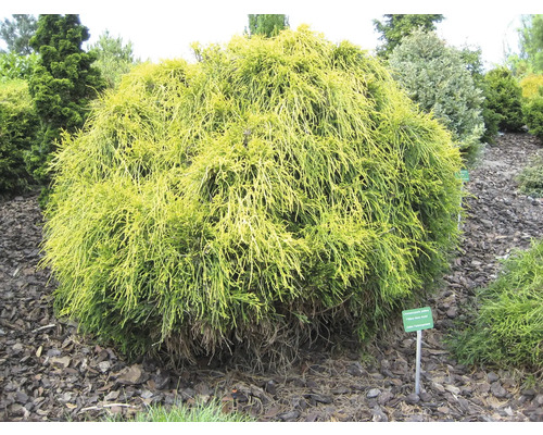 Gelbe Fadenzypresse im Gartenbeet