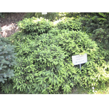 Nestfichte im Gartenbeet