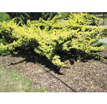 Wacholderbusch im Garten