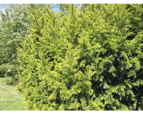 Nahaufnahme einer dichten, immergrünen Eibenhecke im Garten.