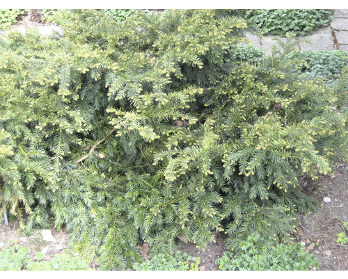 Immergrüne Eibe im Garten.