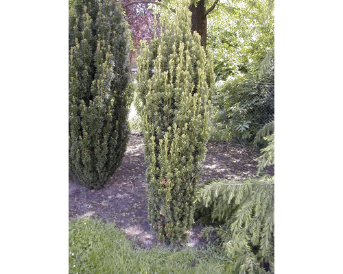 Formschnittgehölz im Garten