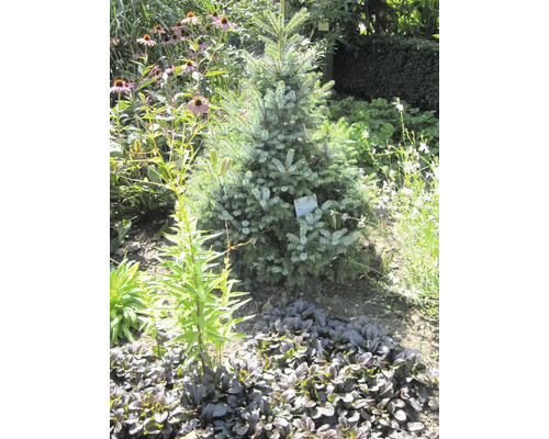 Blaufichte im Gartenbeet