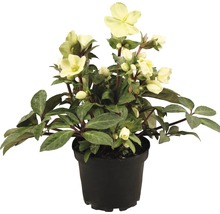 Christrose in einem Topf