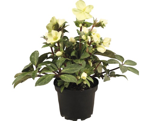 Christrose in einem Topf