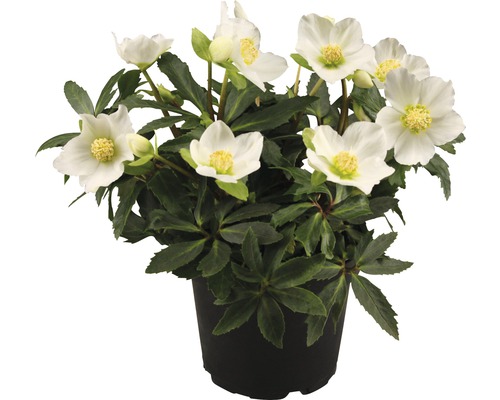 Christrose FloraSelf Helleborus niger 'Little Darling' Ø 13 cm Topf