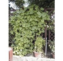 Kletterpflanze, die an einer Holzpergola wächst