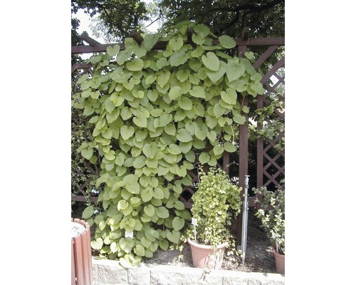 Kletterpflanze, die an einer Holzpergola wächst