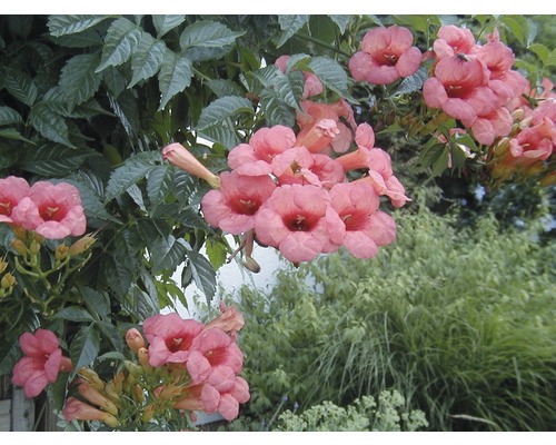 Blühende Klettertrompete mit grünen Blättern