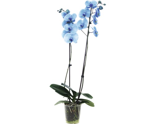 Blaue Orchidee im Topf