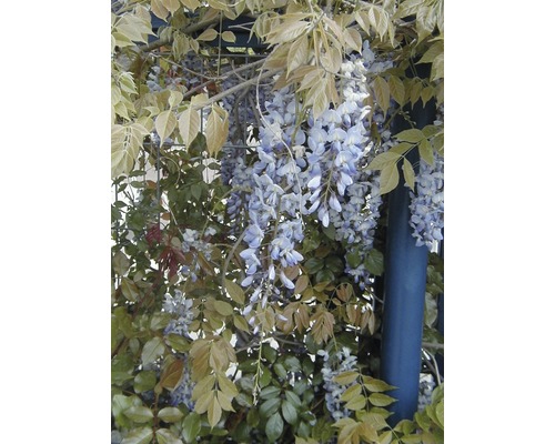 Blauregen mit Blüten und Blättern