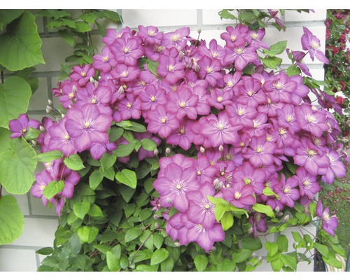 Kletterpflanze mit lilafarbenen Blüten und grünen Blättern an einer Mauer
