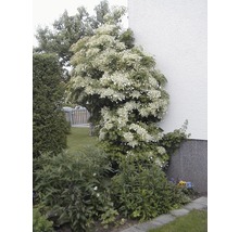 Kletterhortensie an einer Hauswand im Garten.