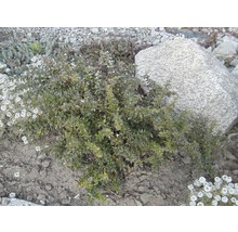 Busch mit kleinen grünen Blättern im Garten