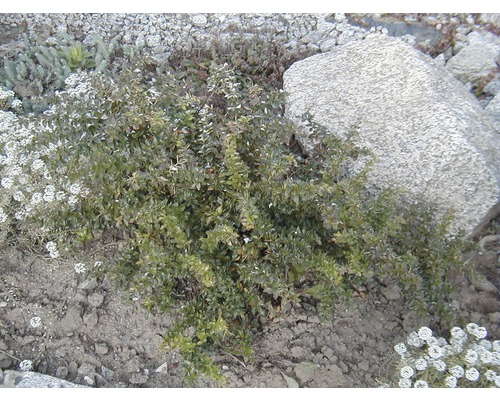 Busch mit kleinen grünen Blättern im Garten