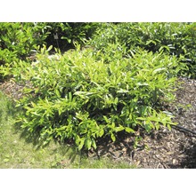 Lorbeerstrauch im Garten