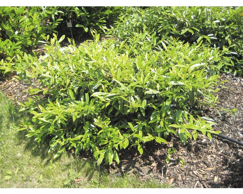 Lorbeerstrauch im Garten