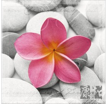 Dekoratives Bild mit rosa Blüte auf grauen Steinen