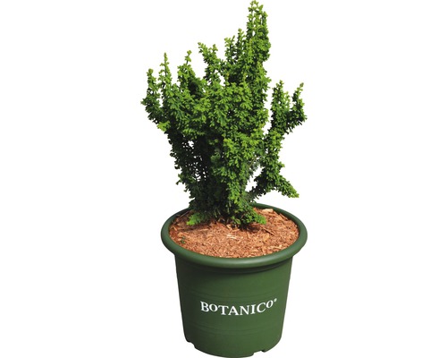 Hinoki-Scheinzypresse Botanico Chamaecyparis obtusa 'Chirimen' H 20-25 cm Co 3,7 L Zypresse in Topf für den Garten