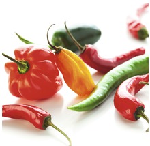 Verschiedene frische Chilischoten