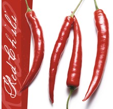 Vier rote Chilischoten