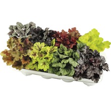 Verschiedene Heuchera Pflanzen in einem Tray